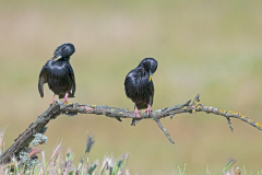 Zwarte-spreeuw-Spotless-starling-Einfarbstar-Sturnus-unicolor-Spanje-Spain-Spanien