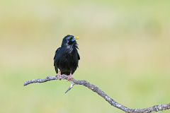 Zwarte-spreeuw-Spotless-starling-Einfarbstar-Sturnus-unicolor-Spanje-Spain-Spanien