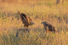 Zwarte-wouw-Black-kite-Schwarzmilan-Milvus-migrans-Spanje-Spain-Spanien