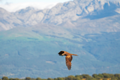 Zwarte-wouw-Black-kite-Schwarzmilan-Milvus-migrans-Spanje-Spain-Spanien