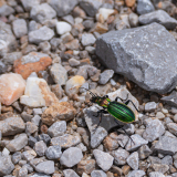 Goudglanzende loopkever-Goldglänzende Laufkäfer-Carabus auronitens -Spanje-Spain-Spanien