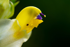 Grote-ratelaar-Narrow-leaved rattle-Große Klappertopf-Rhinanthus-angustifolius -Spanje-Spain-Spanien