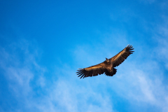 Vale gier-Eurasian griffon vulture-Gänsegeier-Gyps fulvus