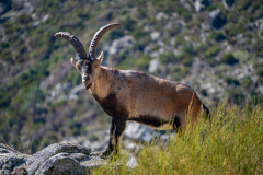 Gredos-steenbok-Gredos ibex-Gredos Steinbock-Capra pyrenaica victoriae