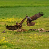 Bruine kiekendief-Marsh harrier- Rohrweihe-Circus aeruginosus