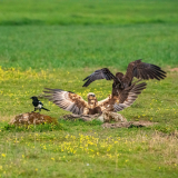 Bruine kiekendief-Marsh harrier- Rohrweihe-Circus aeruginosus