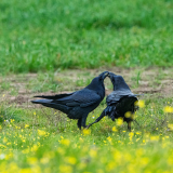 Raaf-Common raven-Kolkrabe-Corvus corax