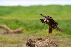 Bruine kiekendief-Marsh harrier- Rohrweihe-Circus aeruginosus