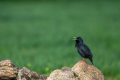 Zwarte spreeuw-Spotless starling-Einfarbstar-Sturnus unicolor