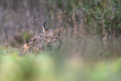 Iberian Lynx