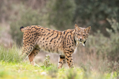 Pardellynx-Iberian Lynx-Pardelluchs-Lynx pardinus