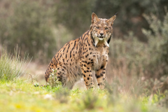 Pardellynx-Iberian Lynx-Pardelluchs-Lynx pardinus