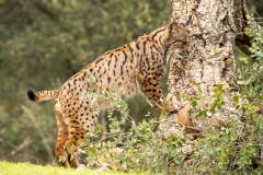 Pardellynx-Iberian Lynx-Pardelluchs-Lynx pardinus
