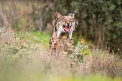 Pardellynx-Iberian Lynx-Pardelluchs-Lynx pardinus