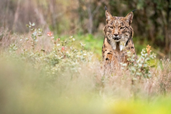 Pardellynx-Iberian Lynx-Pardelluchs-Lynx pardinus