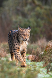Pardellynx-Iberian Lynx-Pardelluchs-Lynx pardinus