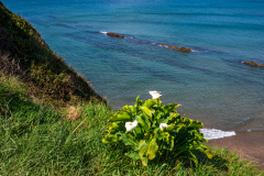 Aronskelkfamilie-Araceae-Aronstabgewächse-Araceae Spain