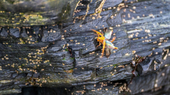Dragonfly spec. Playa de las Catedrales Spain
