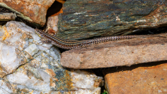 Noordwest-Iberische muurhagedis-Bocage's wall lizard-Bocages Mauereidechse-Podarcis bocagei