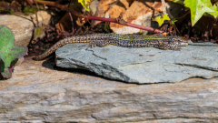 Noordwest-Iberische muurhagedis-Bocage's wall lizard-Bocages Mauereidechse-Podarcis bocagei