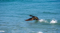 Kuifaalscholver-European shag- Krähenscharbe-Gulosus aristotelis