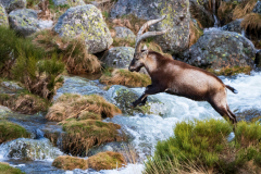 Gredos-steenbok-Gredos ibex-Gredos Steinbock-Capra pyrenaica victoriae