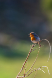 Roodborst-Robin-Rotkehlchen-Erithacus rubecula