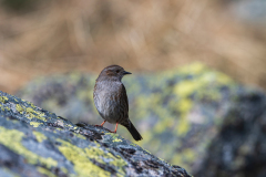 Heggenmus-Dunnock-Heckenbraunelle-Prunella modularis