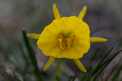 Hoepelroknarcis-Petticoat daffodil-Reifrocknarzisse-Narcissus bulbocodium