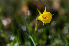 Hoepelroknarcis-Petticoat daffodil-Reifrocknarzisse-Narcissus bulbocodium