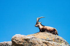 Gredos-steenbok-Gredos ibex-Gredos Steinbock-Capra pyrenaica victoriae
