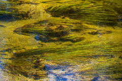 Waterranonkel-Common water-crowfoot-Gewöhnliche Wasserhahnenfuß-Ranunculus aquatilis