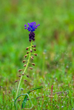 Kuifhyacint-Schopf-Traubenhyazinthe-Muscari comosum