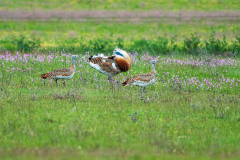 Grote trap-Great bustard-Großtrappe-Otis tarda