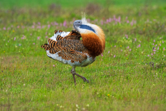 Grote trap-Great bustard-Großtrappe-Otis tarda