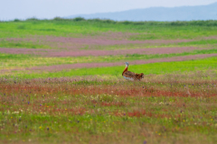 Grote trap-Great bustard-Großtrappe-Otis tarda