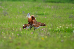 Grote trap-Great bustard-Großtrappe-Otis tarda