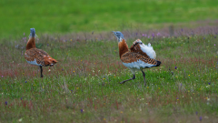 Grote trap-Great bustard-Großtrappe-Otis tarda