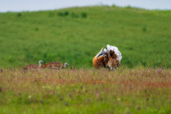 Grote trap-Great bustard-Großtrappe-Otis tarda