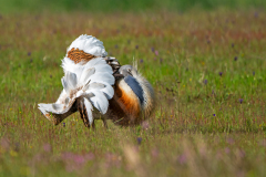 Grote trap-Great bustard-Großtrappe-Otis tarda