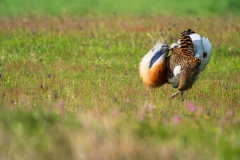 Grote trap-Great bustard-Großtrappe-Otis tarda