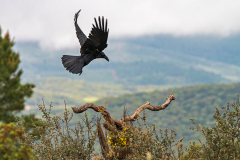 Raaf-Common raven-Kolkrabe-Corvus corax