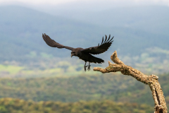 Raaf-Common raven-Kolkrabe-Corvus corax