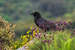 Raaf-Common raven-Kolkrabe-Corvus corax
