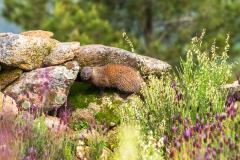 Egyptische mangoest-Egyptian mongoose-Buschteufel-Herpestes ichneumon