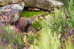 Egyptische mangoest-Egyptian mongoose-Buschteufel-Herpestes ichneumon