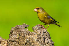 Groenling-Greenfinch-Grünfink-Chloris chloris