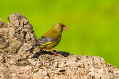 Groenling-Greenfinch-Grünfink-Chloris chloris
