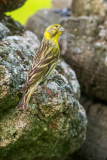 Europese kanarie-European serin-Girlitz-Serinus serinus