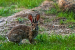 Wild konijn-European rabbit-Wildkaninchen-Oryctolagus cuniculus